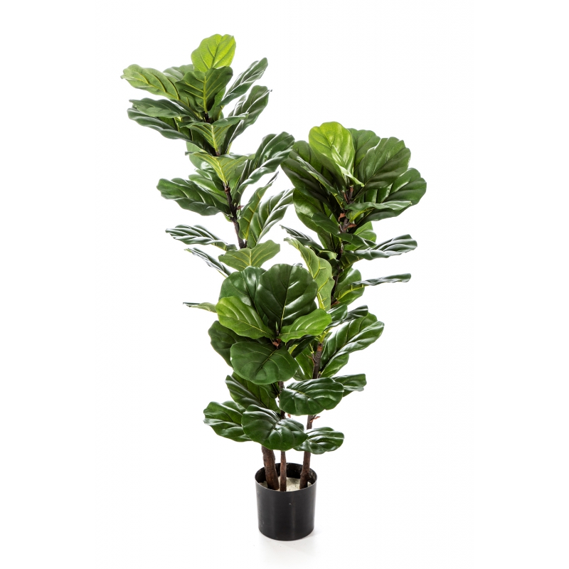 4' Ficus Lyrata Tree x 3 Flora World