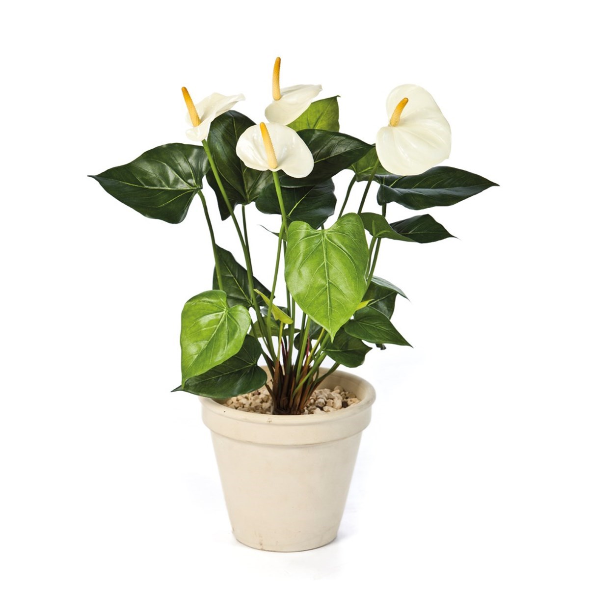 anthurium de Anthurium veitchii 2/3 leaves